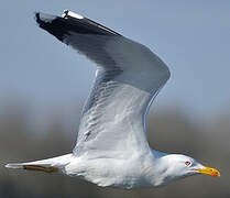 Yellow-legged Gull