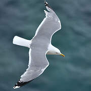 Yellow-legged Gull