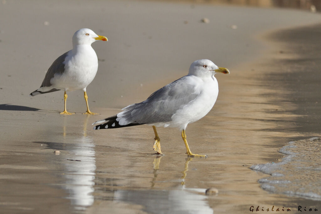 Yellow-legged Gulladult