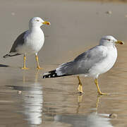 Yellow-legged Gull