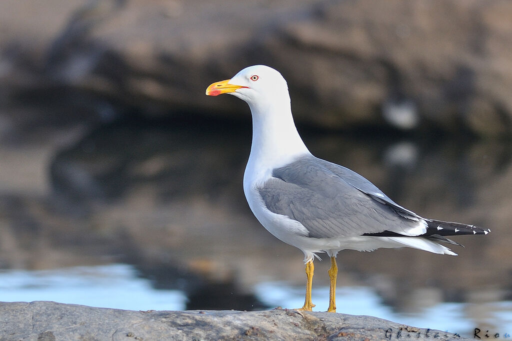 Yellow-legged Gulladult