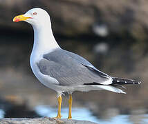 Yellow-legged Gull