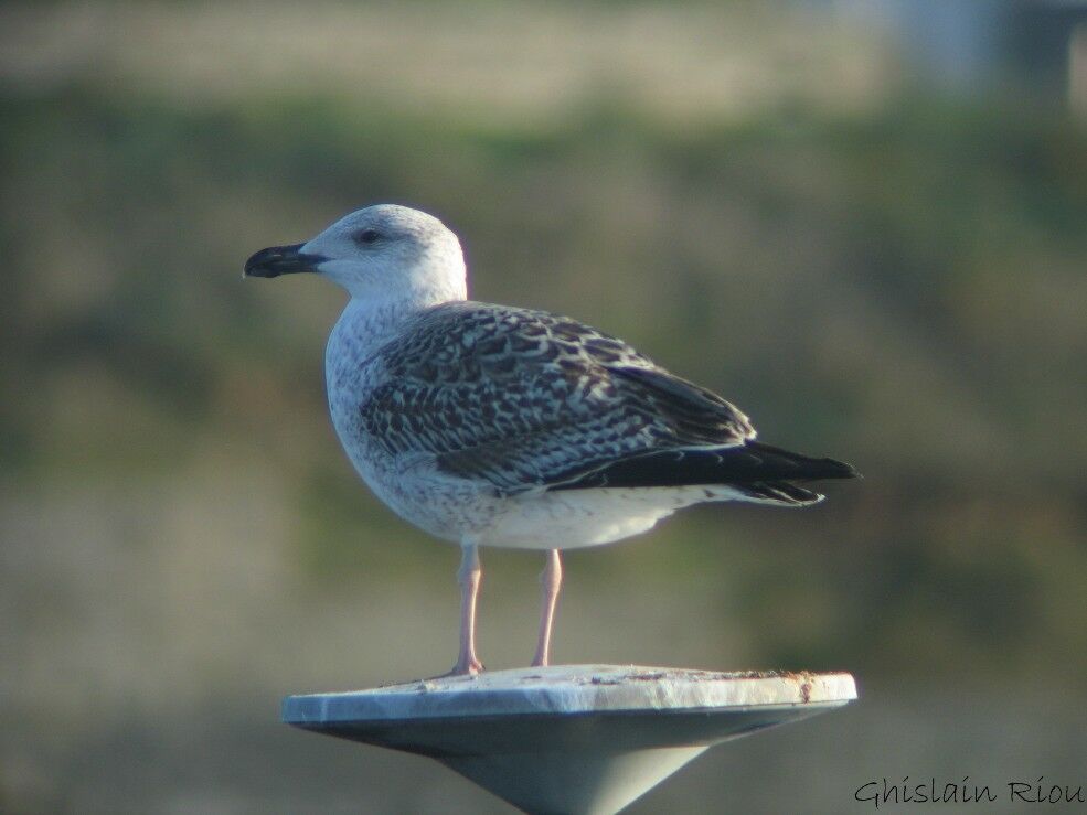 Great Black-backed GullFirst year