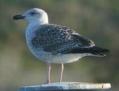 Great Black-backed Gull