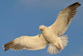 Great Black-backed Gull