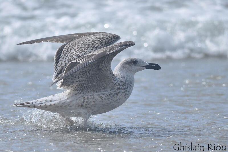 Great Black-backed Gull