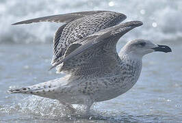 Great Black-backed Gull