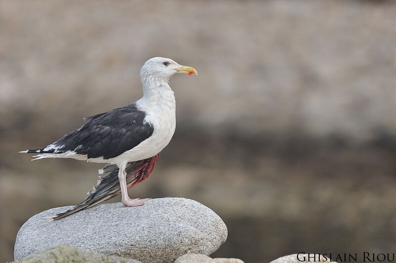 Great Black-backed Gull