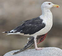 Great Black-backed Gull