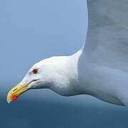 Great Black-backed Gull