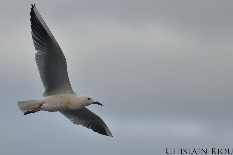 Slender-billed Gull