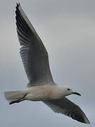 Slender-billed Gull