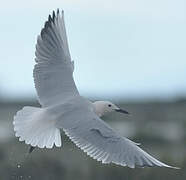 Slender-billed Gull