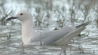 Slender-billed Gull