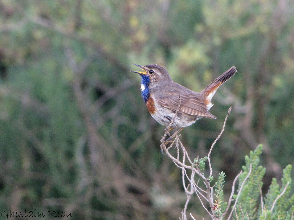 Bluethroat male adult