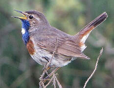 Bluethroat