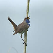 Bluethroat