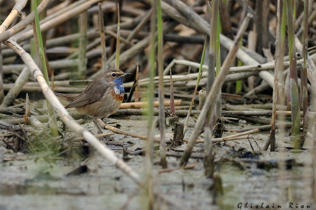 Bluethroat male