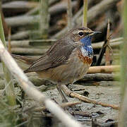 Bluethroat