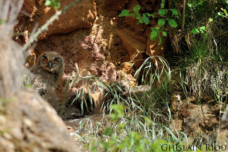Eurasian Eagle-OwlPoussin