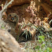 Eurasian Eagle-Owl