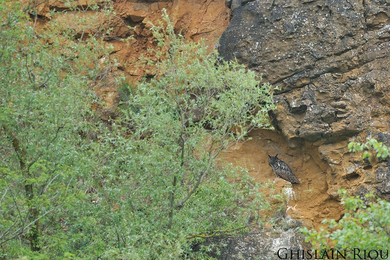 Eurasian Eagle-Owl