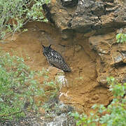 Eurasian Eagle-Owl