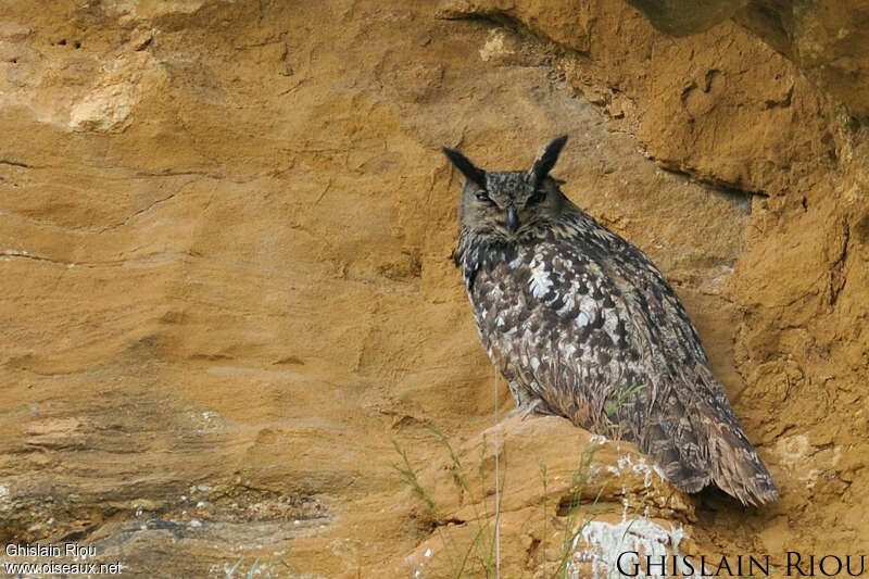 Eurasian Eagle-Owl