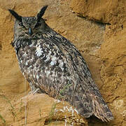 Eurasian Eagle-Owl