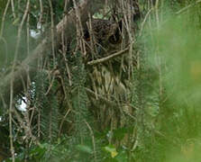 Eurasian Eagle-Owl