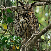 Eurasian Eagle-Owl