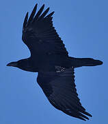 Northern Raven