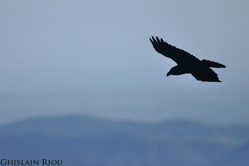 Northern Raven