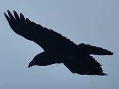 Northern Raven