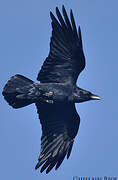 Northern Raven