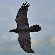 Northern Raven