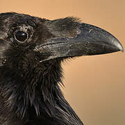 Northern Raven