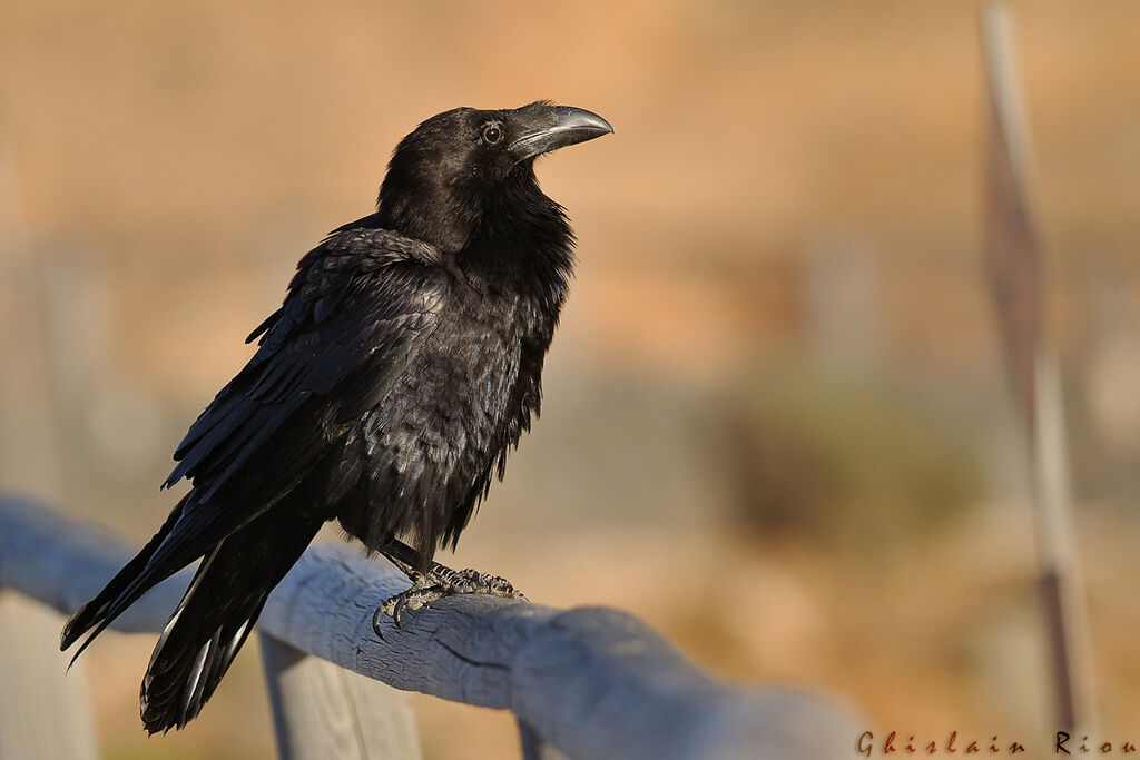 Northern Raven