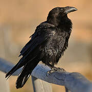 Northern Raven