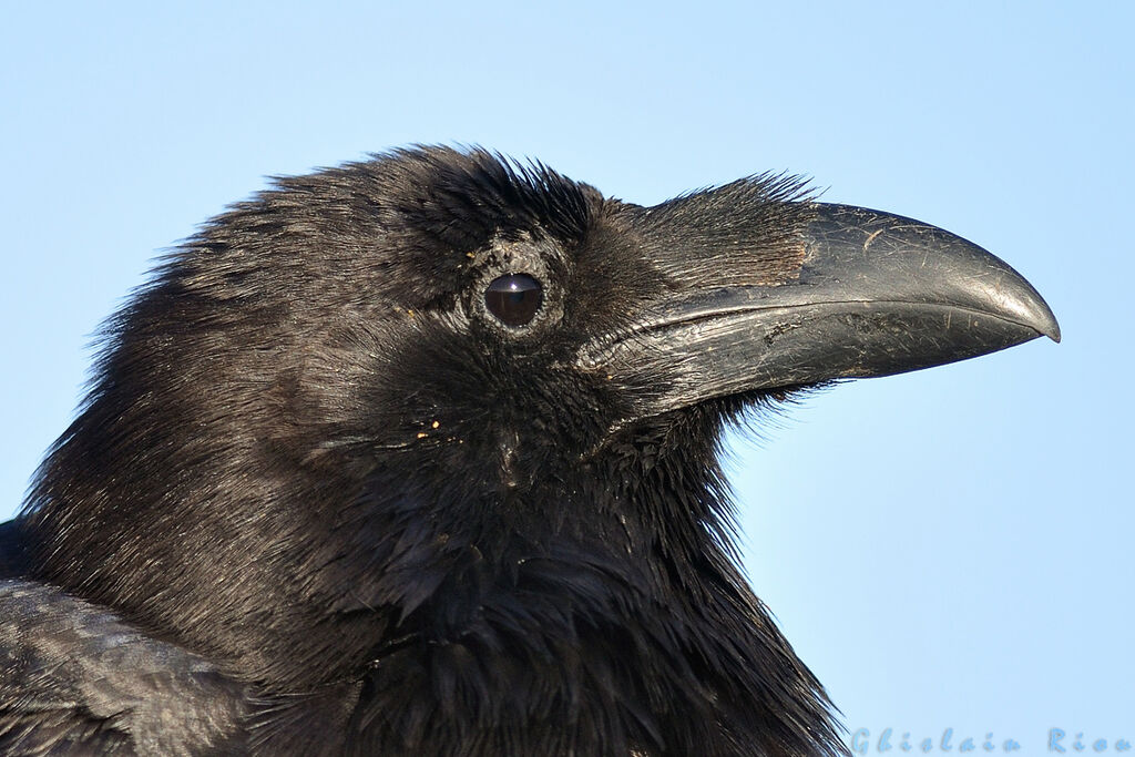 Northern Raven