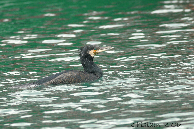 Great Cormorantadult breeding