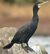 Great Cormorant