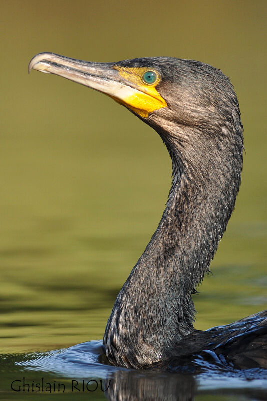 Great Cormorant