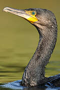 Great Cormorant