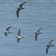 Common Ringed Plover