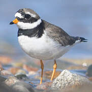 Common Ringed Plover