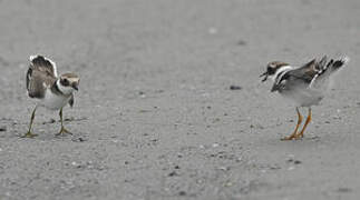 Common Ringed Plover