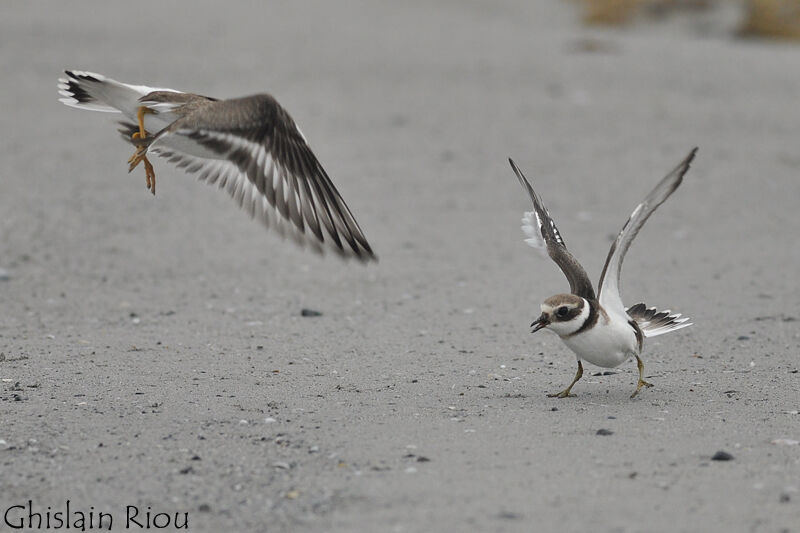 Common Ringed Plover