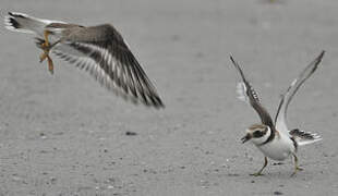 Common Ringed Plover