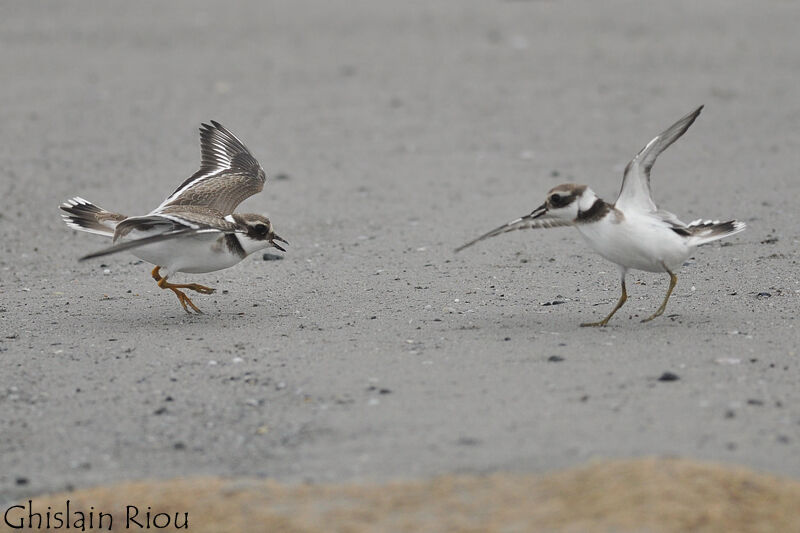 Common Ringed Plover